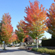Illustration for article titled Pics from the Curbside: 2018-10-14 to Kitsilano Secondary School
